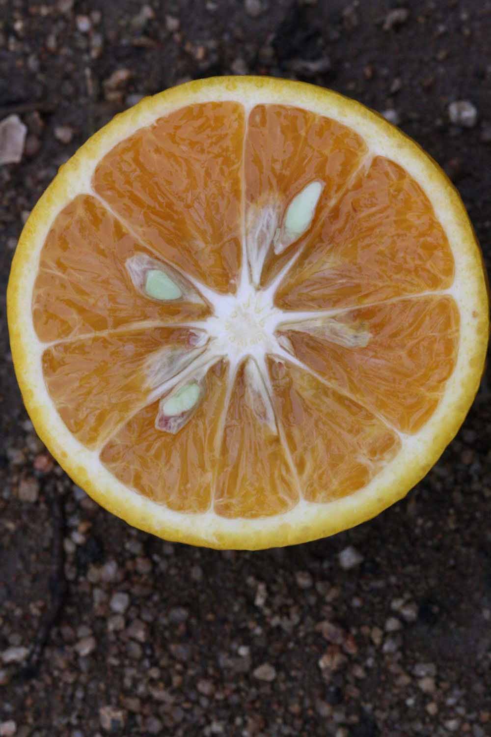            Fruit cross-section (Riverside, CA)   